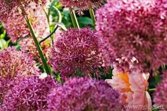 大花葱的养殖方法和注意事项