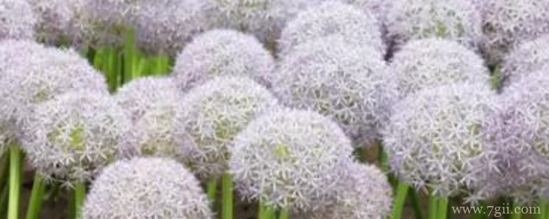 大花葱什么时候种植