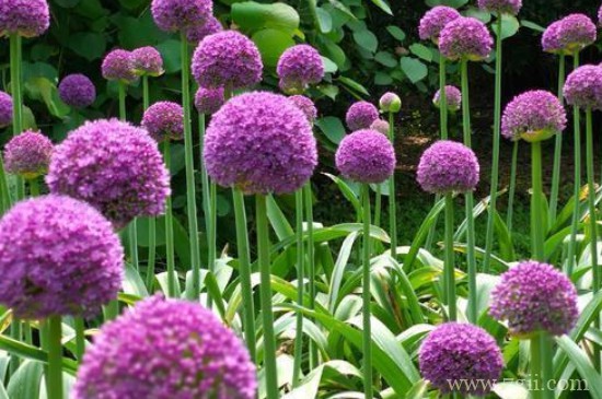 大花葱什么时候种植