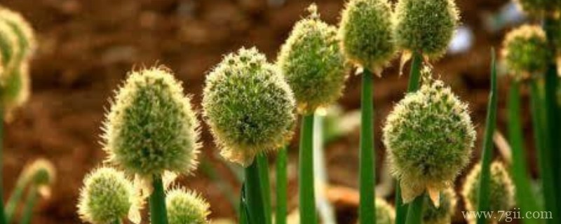 大花葱叶子发黄的原因