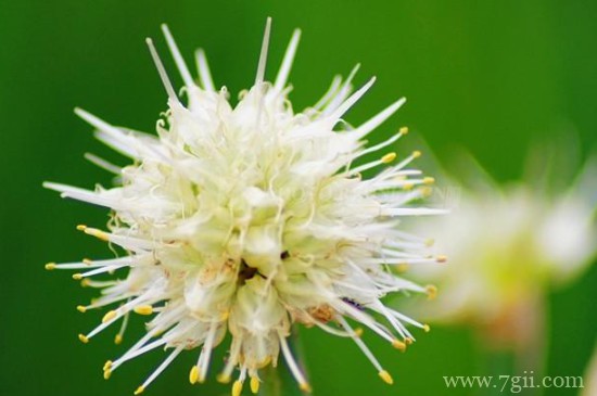 大花葱叶子发黄的原因