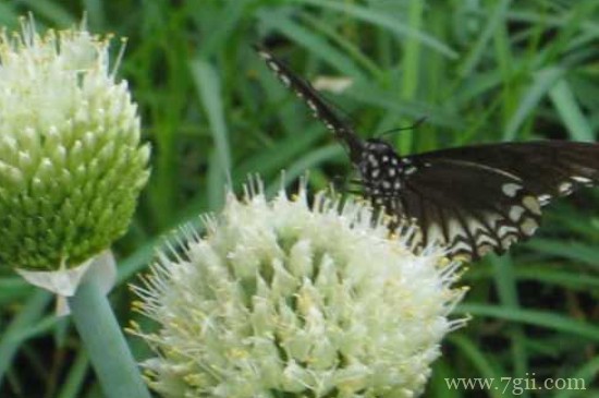 大花葱叶子发黄的原因