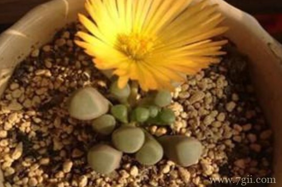 五十铃玉的花为什么会合起