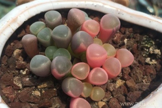 五十铃玉怎么繁殖