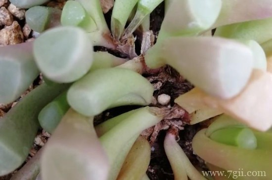 五十铃玉怎么养成彩色