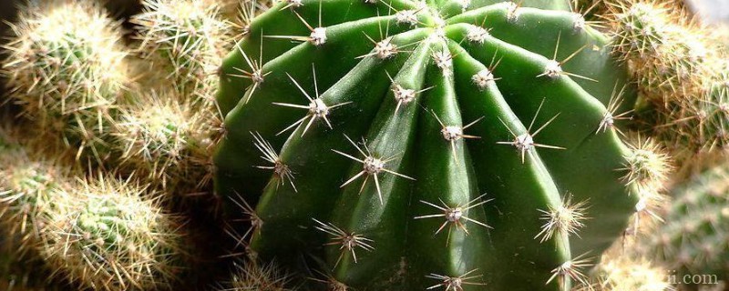 子孙球的养殖方法