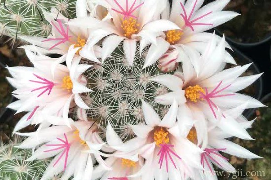 子孙球的养殖方法