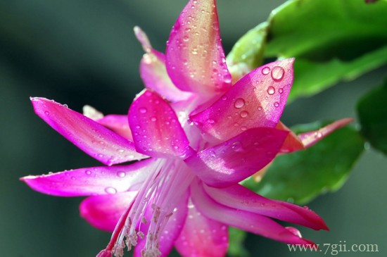 啤酒浇花的正确方法适合浇什么花