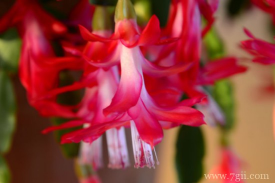 啤酒浇花的正确方法适合浇什么花