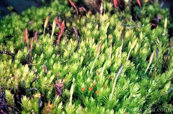 藻类,苔藓,蕨类植物的主要特征