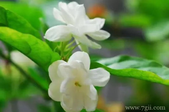 快速清洗花叶灰尘简单方法