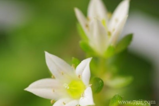 快速清洗花叶灰尘简单方法