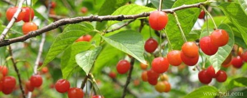 三年的樱桃树修剪方法