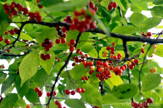 三年的樱桃树修剪方法