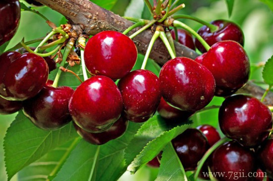 三年的樱桃树修剪方法