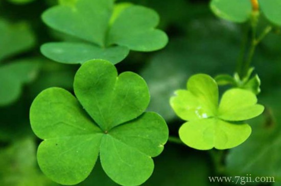 苜蓿的花语和寓意