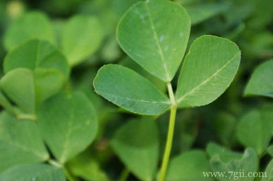 苜蓿的花语和寓意