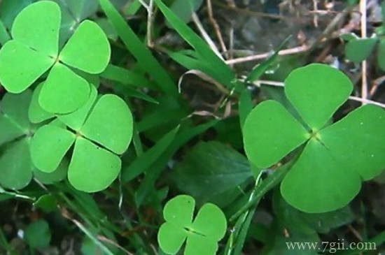 苜蓿的花语和寓意