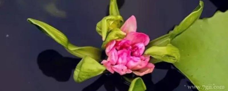 观音莲冬天的养殖方法和注意事项