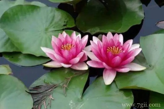 观音莲冬天的养殖方法和注意事项