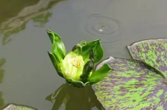 观音莲冬天的养殖方法和注意事项