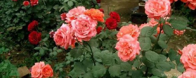 越冬月季修剪时间和方法