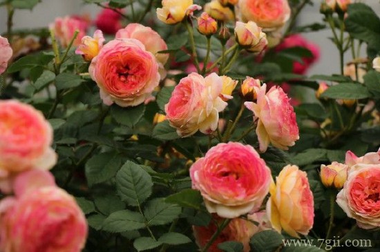 越冬月季修剪时间和方法