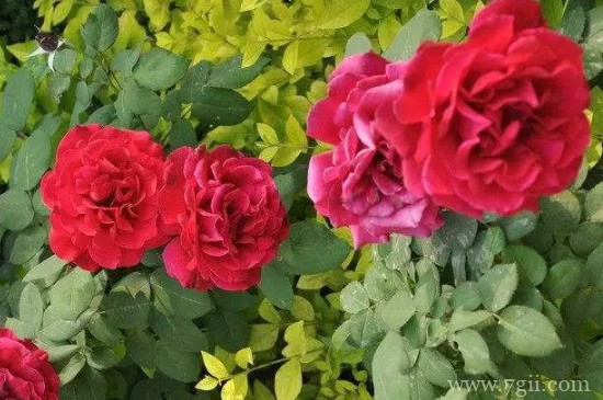 越冬月季修剪时间和方法