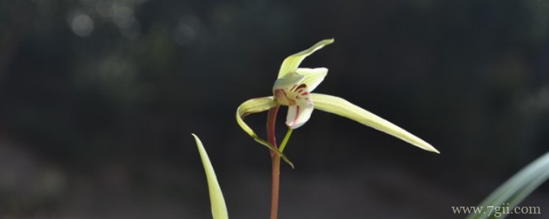 细叶寒兰品种详细介绍