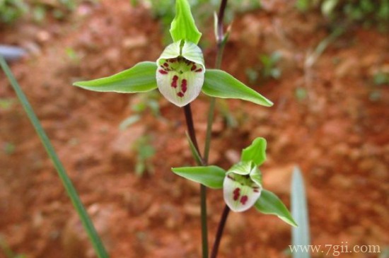 细叶寒兰品种详细介绍