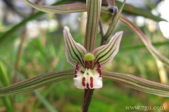 细叶寒兰品种详细介绍