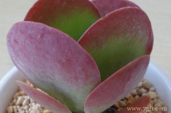 唐印叶子变软怎么回事