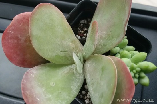 唐印叶子变软怎么回事