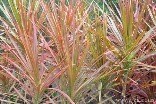 七彩木的养殖方法和注意事项