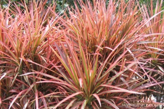 七彩木的养殖方法和注意事项