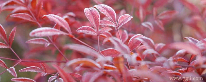 红天竹可以养在家里吗