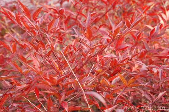 红天竹可以养在家里吗