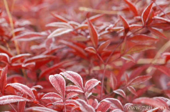 红天竹可以养在家里吗