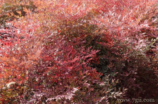 红天竹可以养在家里吗