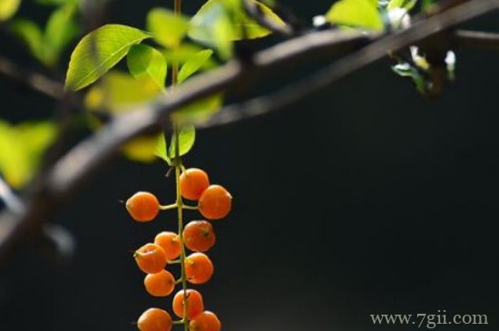 假连翘果实能吃吗