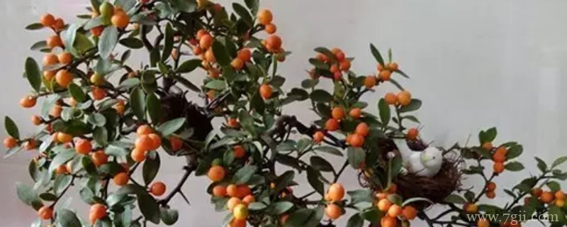 野生金豆生长在什么地方最多