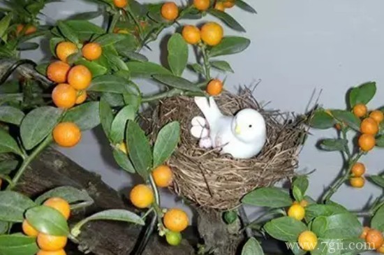 野生金豆生长在什么地方最多