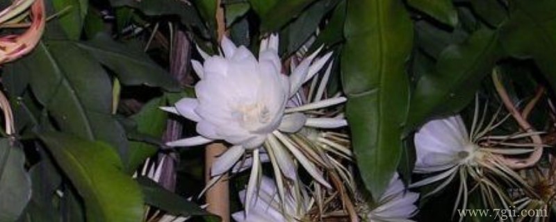 夏天开哪些常见的花