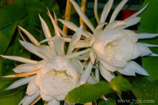 夏天开哪些常见的花