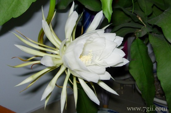 夏天开哪些常见的花