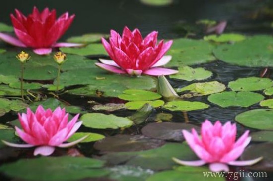 睡莲根可以全水养吗