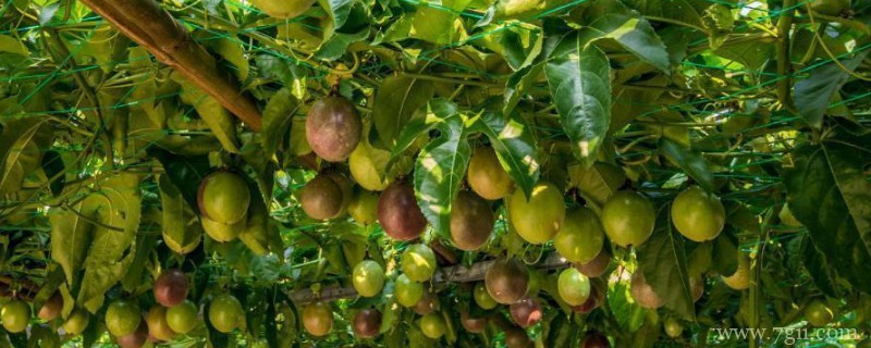 百香果树在什么地方种最合适