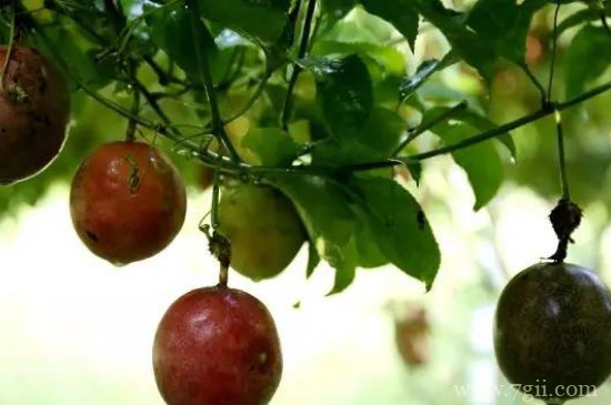 百香果树在什么地方种最合适