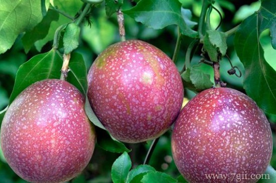 百香果树在什么地方种最合适