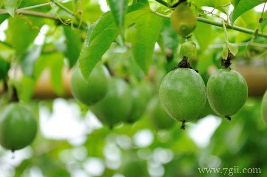 百香果树在什么地方种最合适